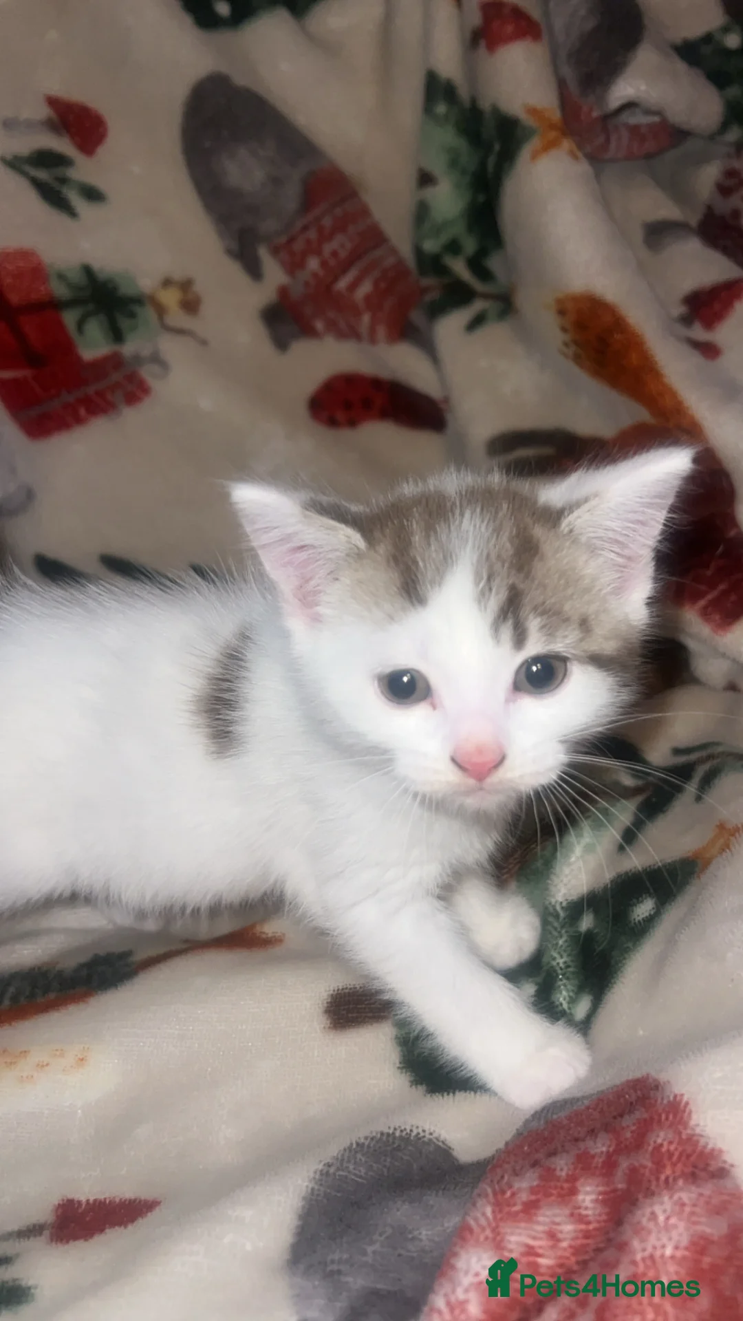 Mixed Breed cats for sale: 4 gorgeous kittens in Saxmundham - Advert 13