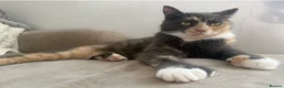 Mixed Breed cats for sale: Part Maine coone kittens  - Advert 2