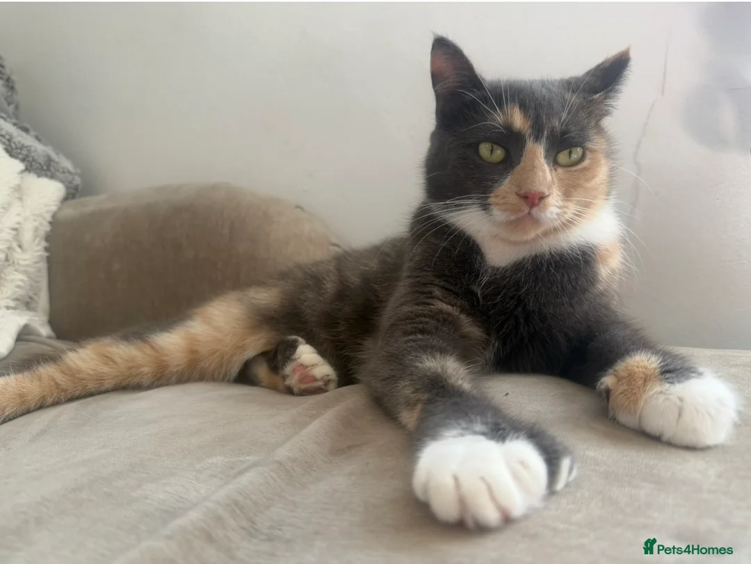 Mixed Breed cats for sale: Part Maine coone kittens  - Advert 2