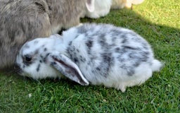 Mini Lop rabbits for sale: Gorgeous Mini Lop X French Bunnies Ready to Go! - Image 31
