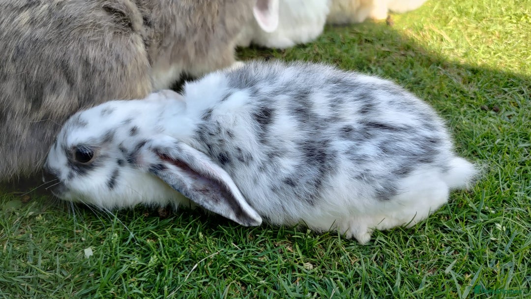Mini Lop rabbits for sale: Gorgeous Mini Lop X French Bunnies Ready to Go! - Image 31