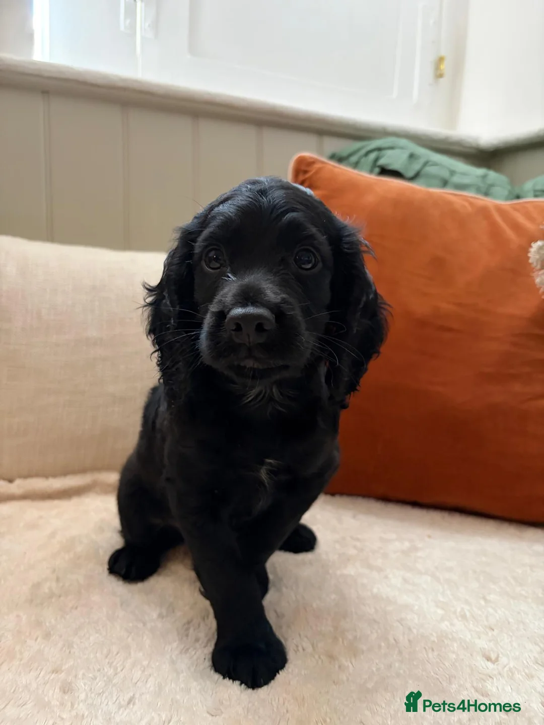 Cocker Spaniel dogs for sale: Handsome Cocker Spaniel Puppy for Sale  - Advert 2