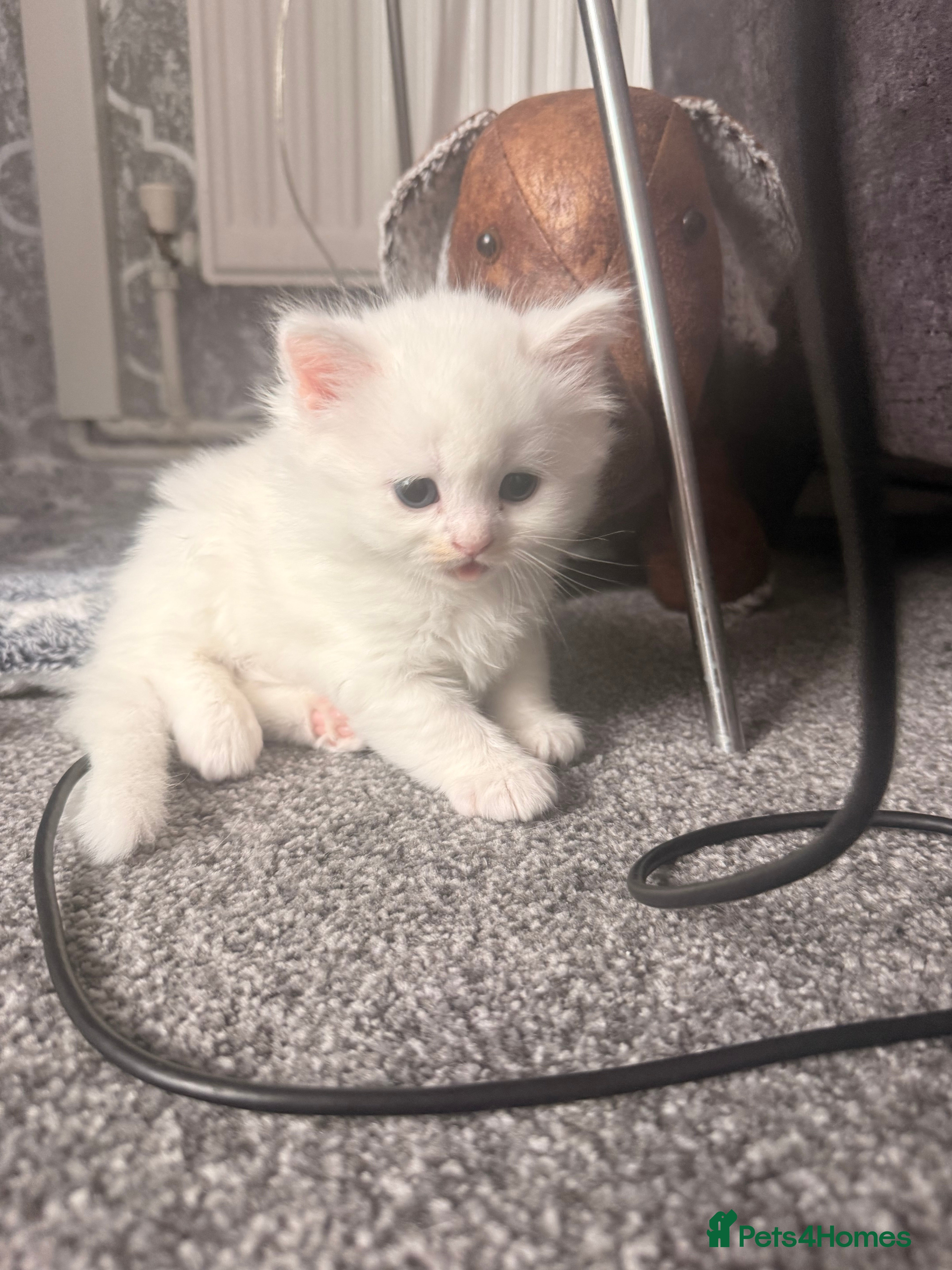 Persian cats Five beautiful Persian kittens🐾 - Advert 15