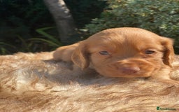 Cocker Spaniel dogs for sale: Health Tested Cocker Spaniel Pups - Image 12