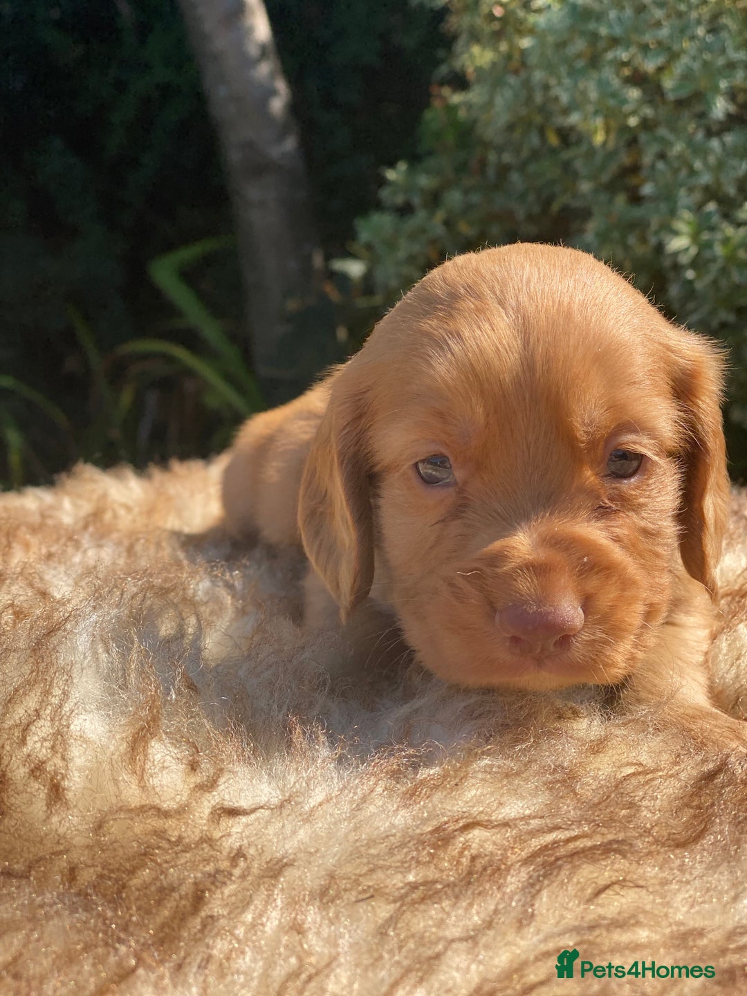 Cocker Spaniel dogs for sale: Health Tested Cocker Spaniel Pups - Image 12