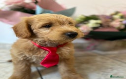 Mini Goldendoodle dogs for sale: GoldenDoodles Date of birth 01.05.2025 - Image 1