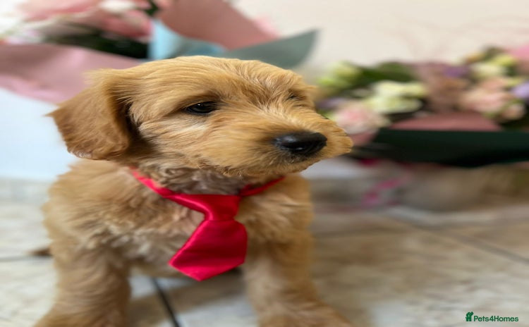 Mini Goldendoodle dogs - Advert 6