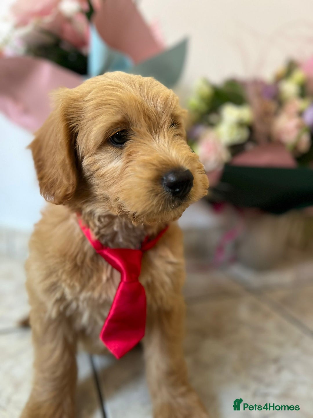 Mini Goldendoodle dogs for sale: GoldenDoodles Date of birth 01.05.2025 - Image 1