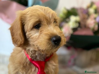 Mini Goldendoodle dogs - Advert 2