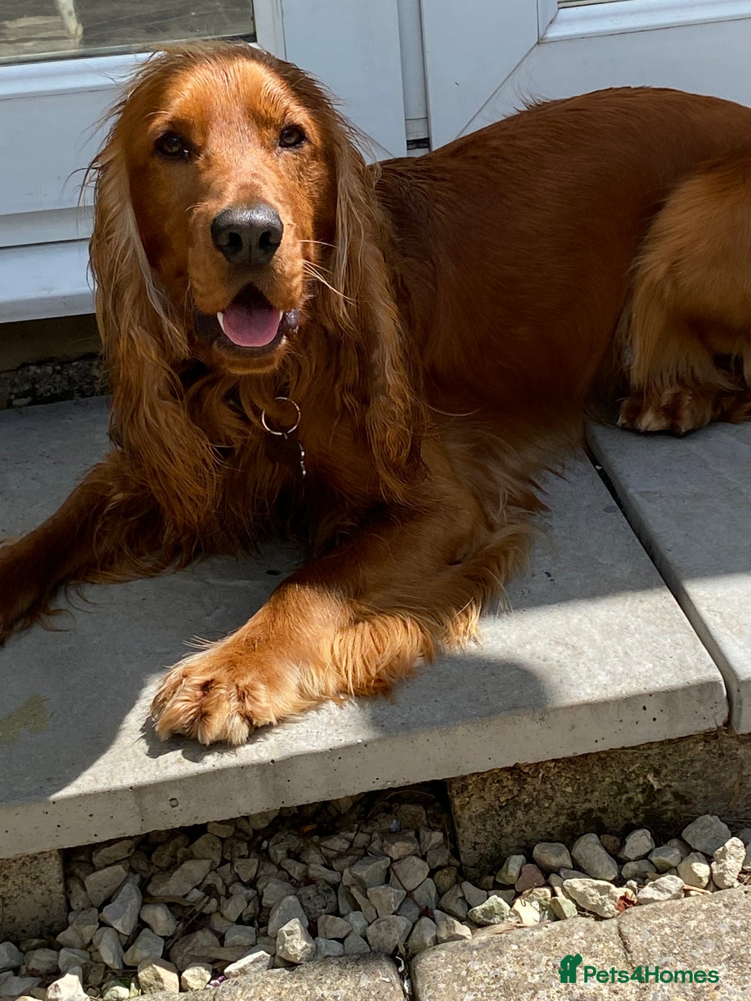 Cocker Spaniel dogs for sale: Beautiful show cocker - Advert 9