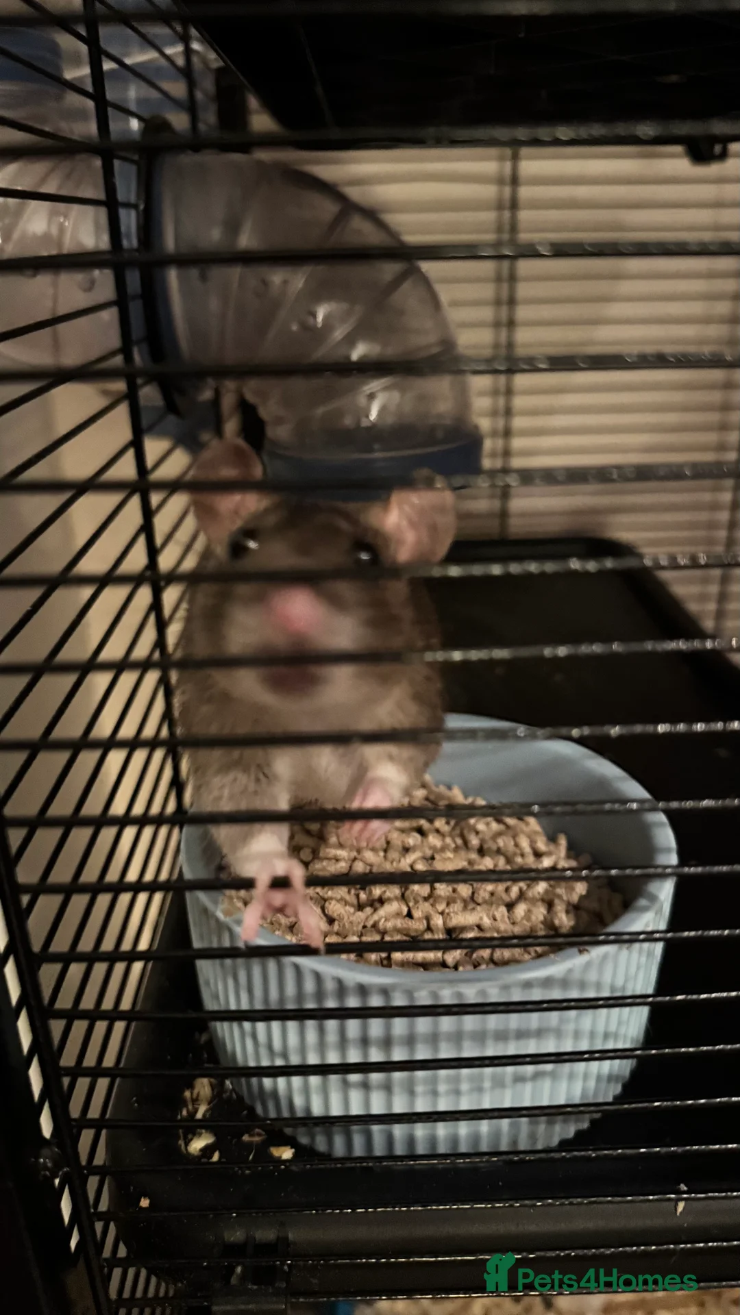 Rat rodents for sale: Two female rats for sale with cage  - Advert 4