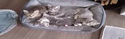 Ragdoll cats for sale: Ragdoll mixed breed kittens for sale in Thetford - Advert 19