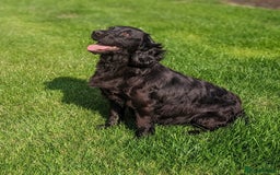 Cocker Spaniel dogs for sale: Beautiful black working cocker spaniel puppies  - Image 17
