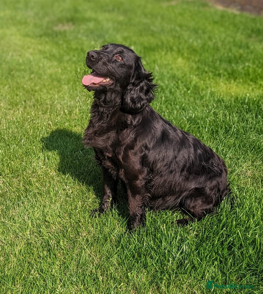 Cocker Spaniel dogs for sale: Beautiful black working cocker spaniel puppies  - Image 17