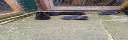 Mini Lop rabbits for sale: Mini lop/plush lop babies - Advert 13