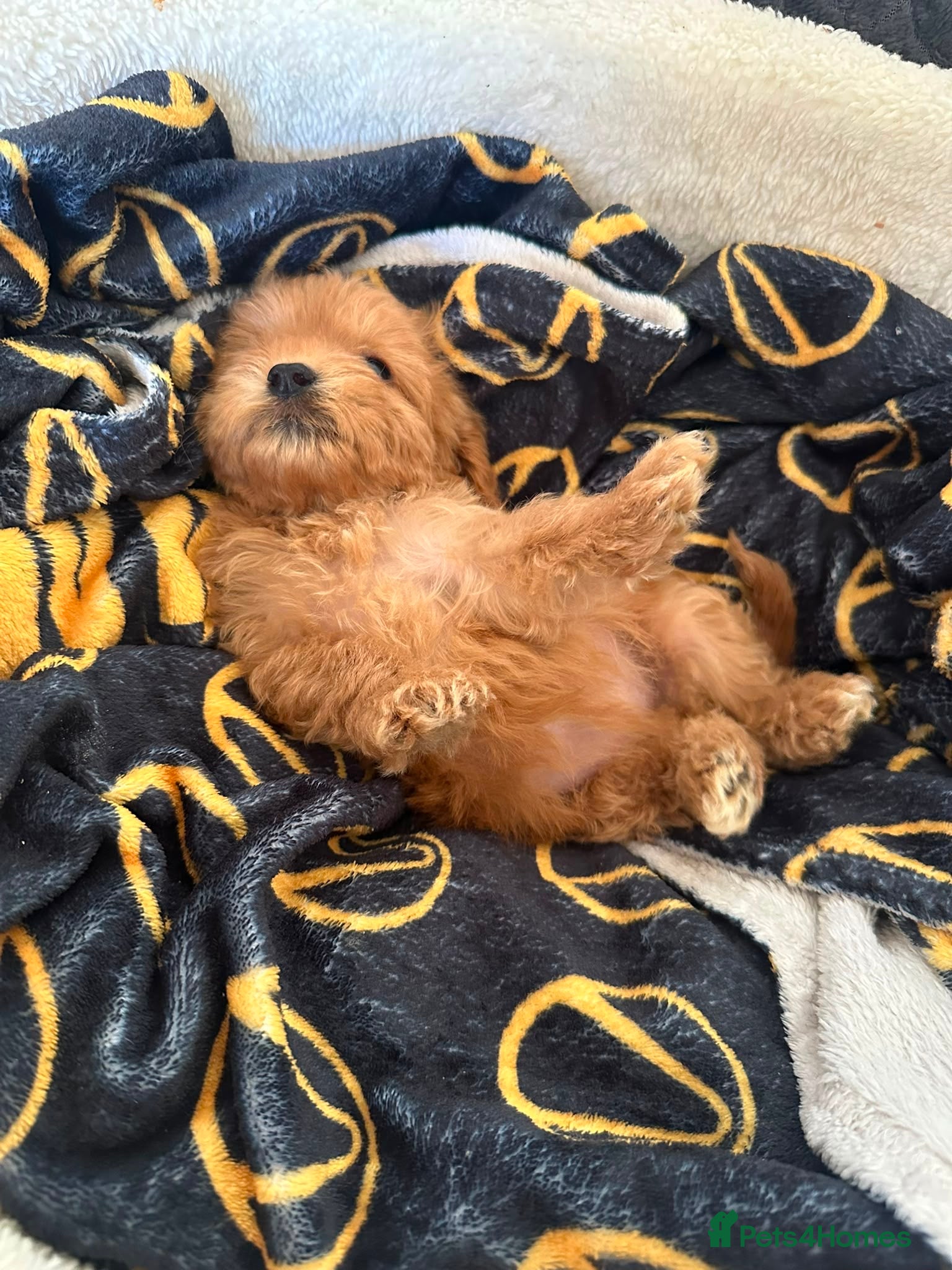 Cockapoo dogs Ready to leave! Stunning cockapoo puppies  - Advert 1