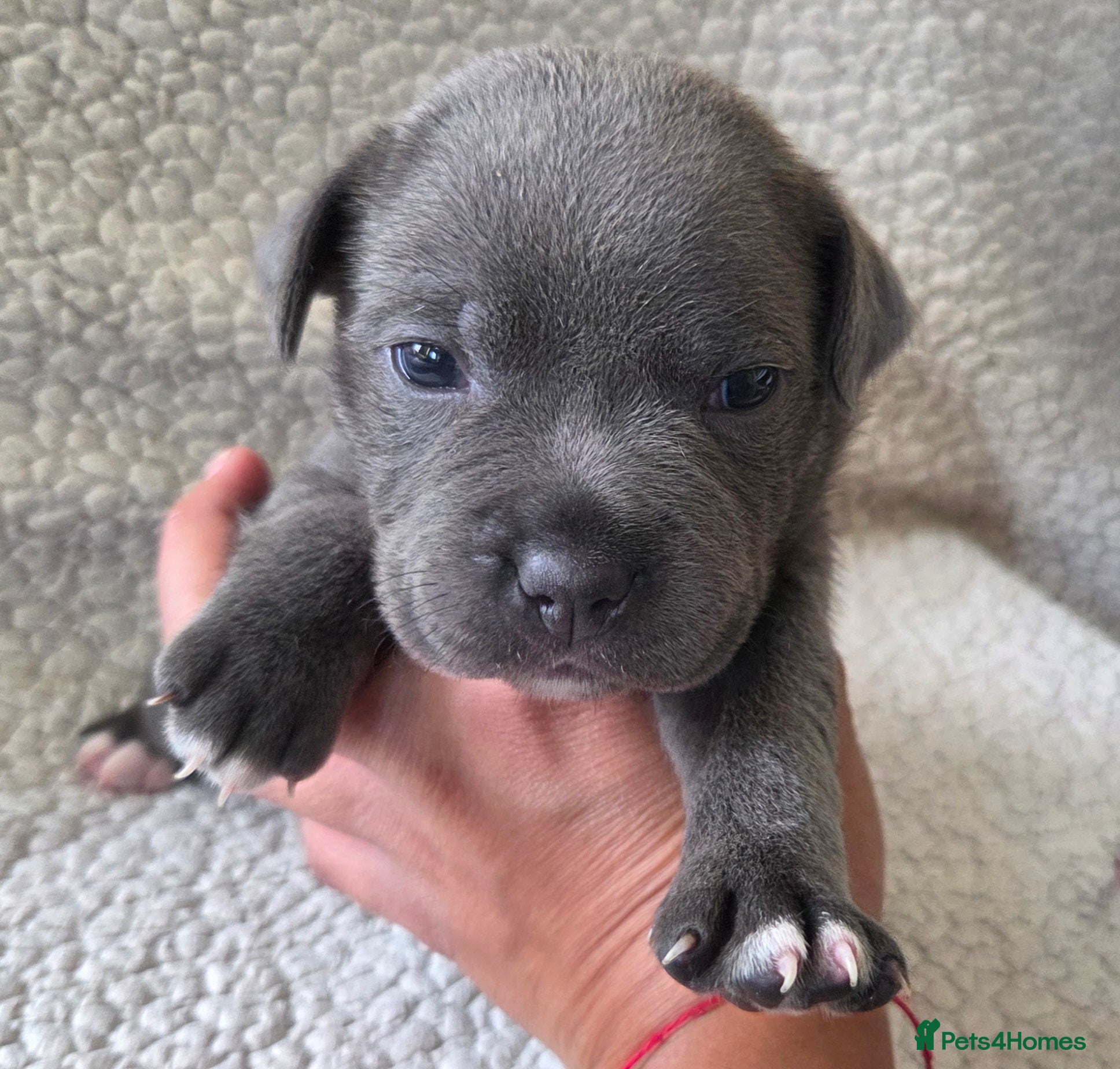 Staffordshire Bull Terrier dogs KC Blue Staffordshire Bull Terrier Puppies - Advert 1