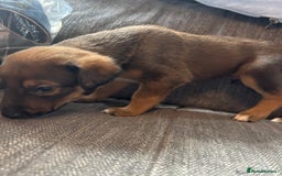 Mixed Breed dogs for sale: German shepherd x whippet  - Image 15