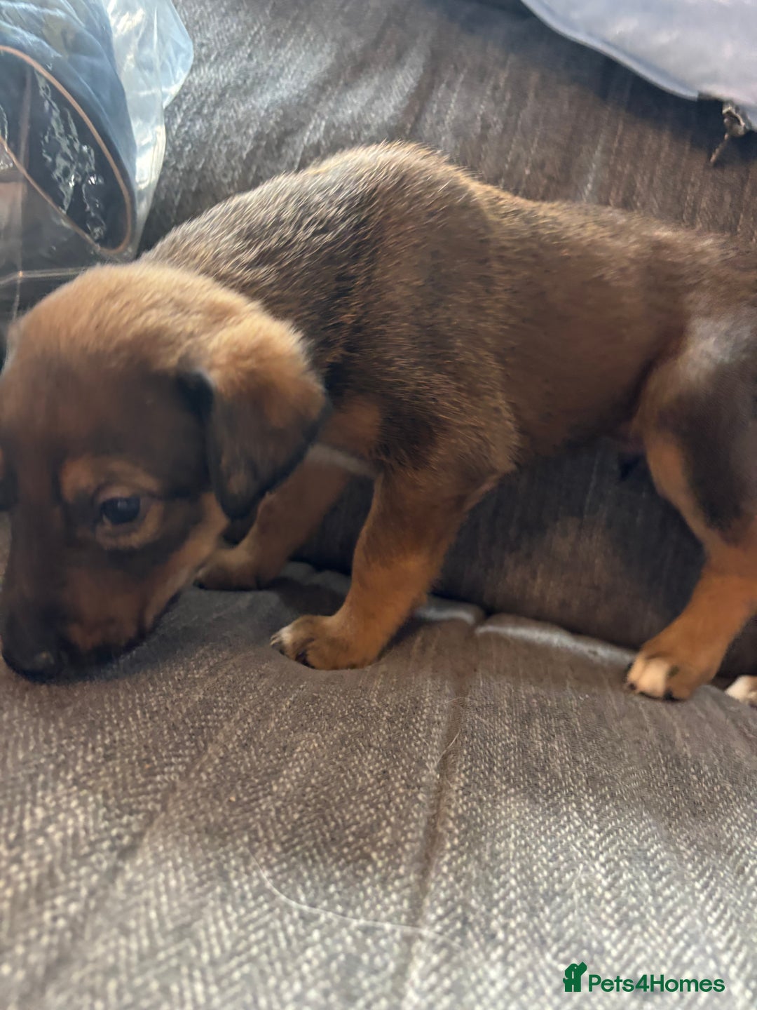 Mixed Breed dogs for sale: German shepherd x whippet  - Image 15