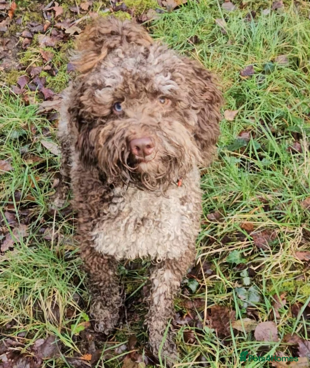 Toy Poodle dogs for stud: Chocolate merle toy poodle Stud - Image 6