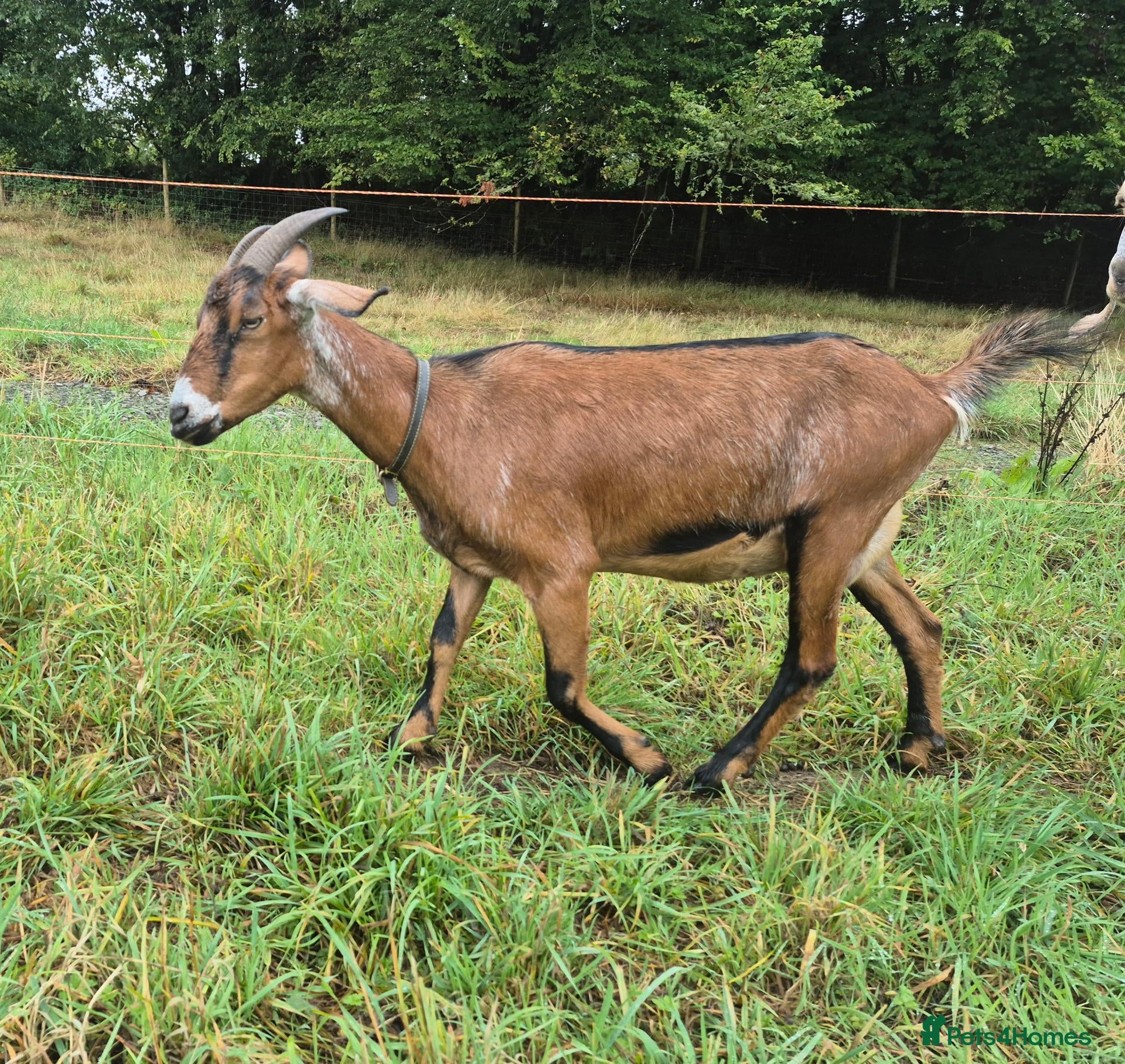 Goats livestock Mini nubian  - Advert 1