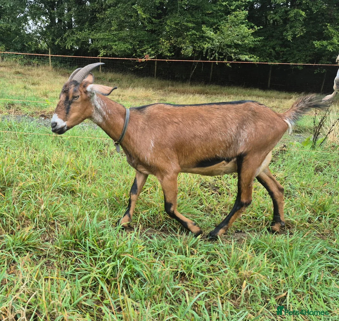 Goats livestock for sale: Mini nubian  in Lampeter - Advert 1