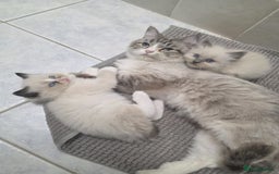 Ragdoll cats for sale: fluffie rag-dolls - Image 9