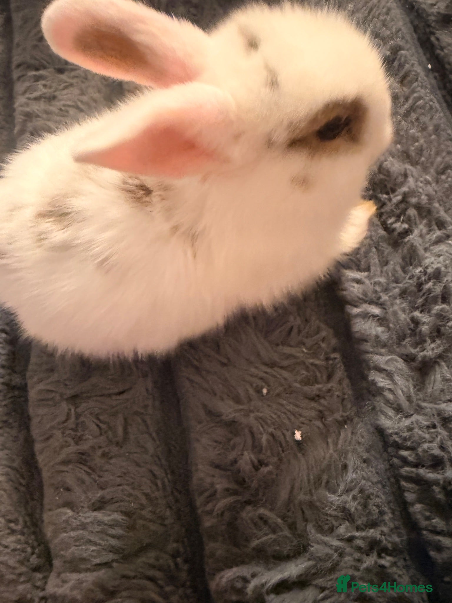 Mixed Breed rabbits for sale: 2 Bunnies for £50!!!!! - Advert 1
