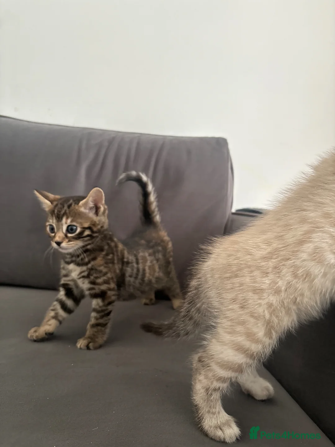 Bengal cats for sale: Beautiful Bengal kittens  - Advert 11