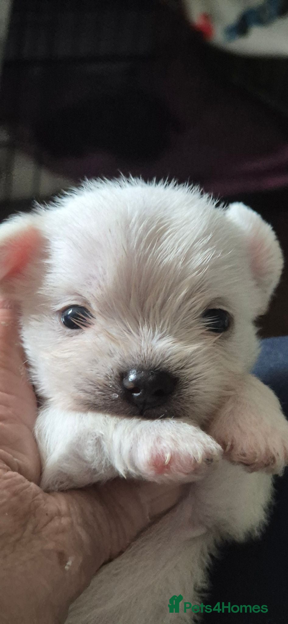 Morkie dogs I have 6 morkie puppys 4 sale  - Advert 1