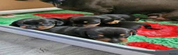 Miniature Dachshund dogs for sale: 3 Stunning Black/Tan Mini Dachshund Girls - Advert 30