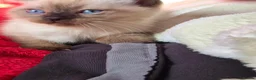 Mixed Breed cats for sale: 🐾  Bengdoll Kittens Bengal mum Ragdoll dad - Advert 36