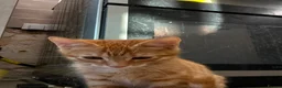 Mixed Breed cats for sale: READY NOW SIX STUNNING KITTENS  - Advert 10