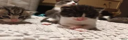 Mixed Breed cats for sale: 7 little kittens looking for new home. - Advert 8