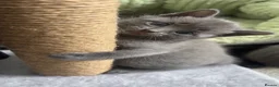 Mixed Breed cats for sale: Russian Blue/ Sphynx Kittens  - Advert 6