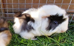Guinea Pig rodents for sale: Male Guinea pigs, Ip3 - Image 3