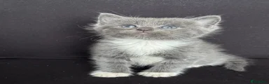 Mixed Breed Kitten 2
