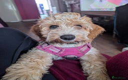 Cockapoo dogs for sale: Lovely Rose - Image 1
