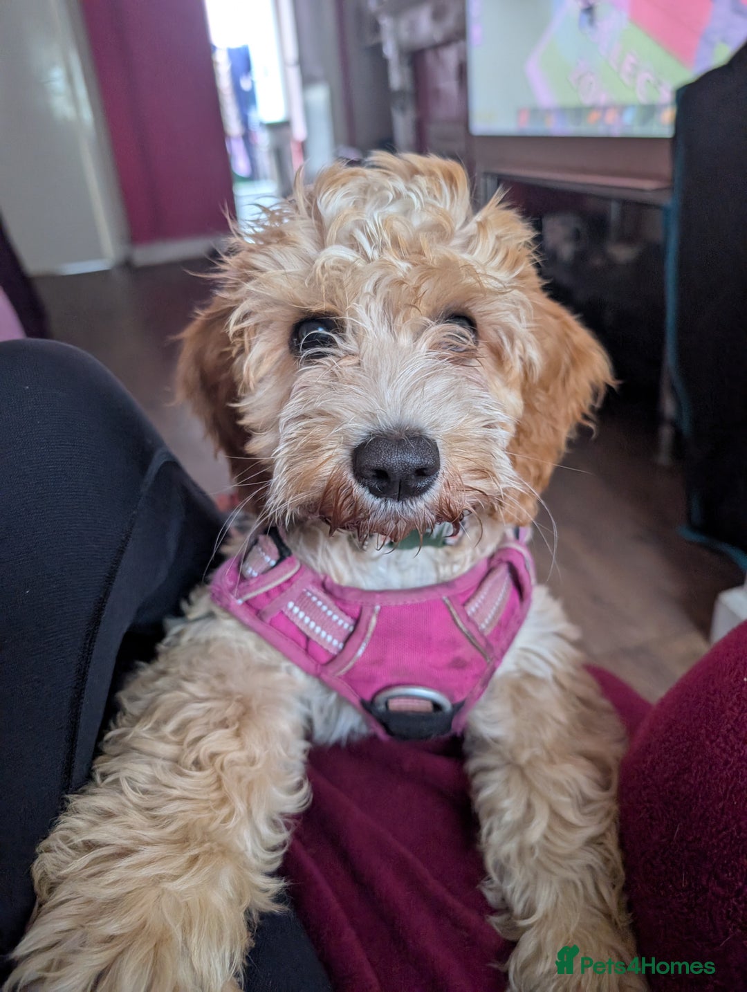 Cockapoo dogs for sale: Lovely Rose - Image 1
