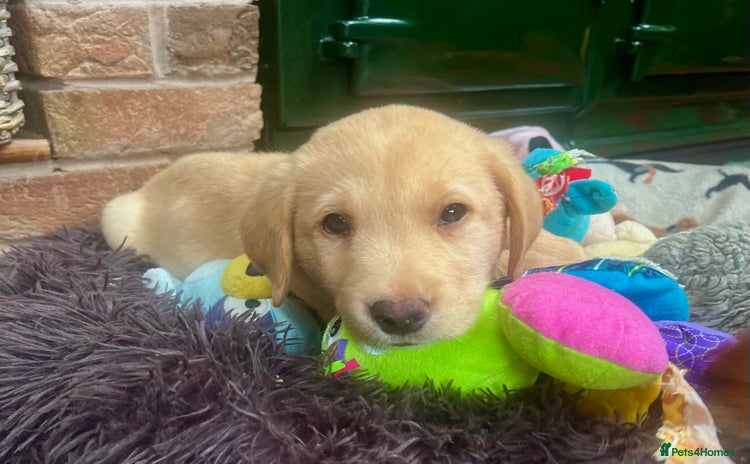 Labrador Retriever dogs - Advert 3