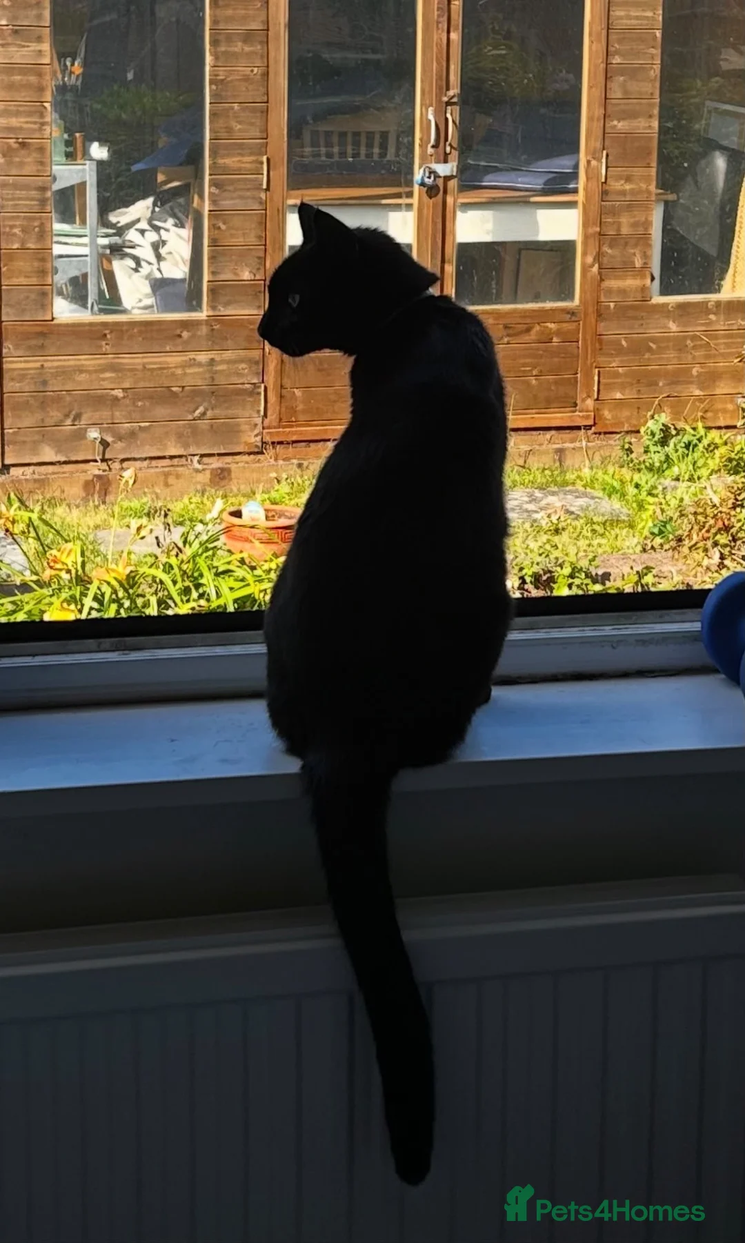 Mixed Breed cats for sale: Lovely black cat in Taunton - Advert 2