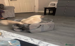 Ragdoll cats for sale: One ragdoll mixed breed and one tabby cat - Image 4