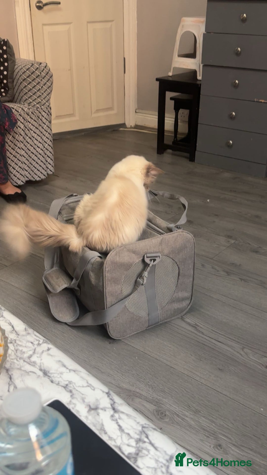 Ragdoll cats for sale: One ragdoll mixed breed and one tabby cat - Image 4