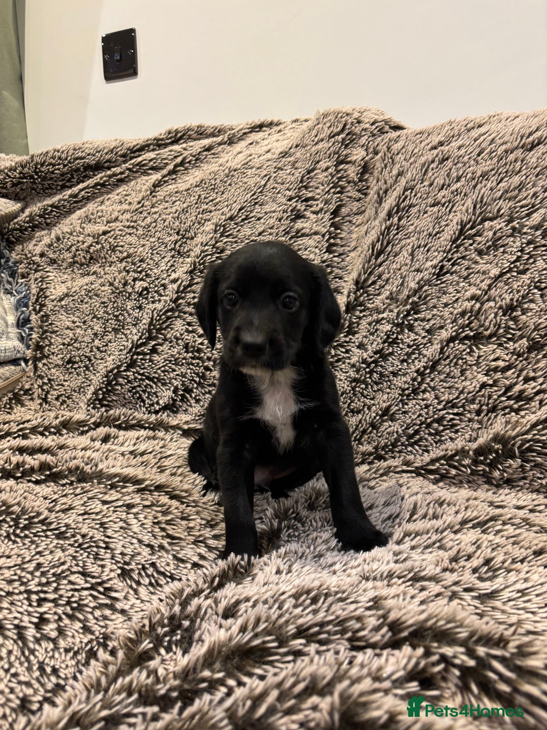 Mixed Breed dogs for sale: Beautiful cocker x collie puppies for sale - Advert 5