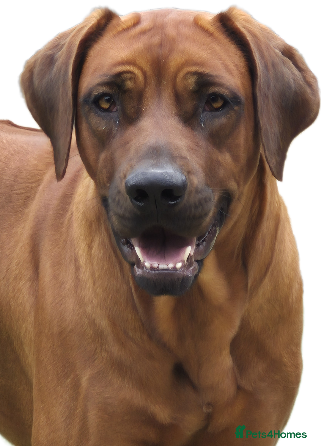 Rhodesian Ridgeback dogs for sale: Rhodesian Ridgeback Puppy Bitch - Advert 3