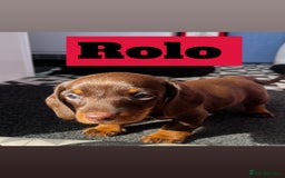 Dachshund dogs for sale: Beautiful Male Dachshunds 🐶  - Image 4