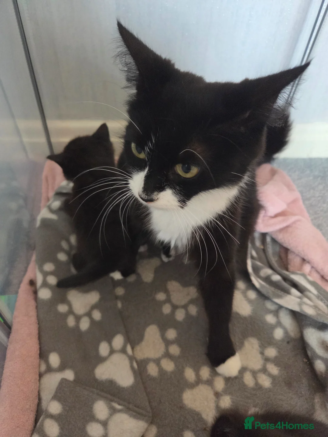 British Shorthair cats for sale: 3 beautiful girl kittens  - Advert 1