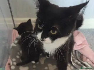 British Shorthair cats 3 beautiful girl kittens - Advert 15