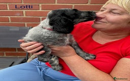 Sprocker dogs for sale: Sprockers 3/4 Cocker spaniel puppies for sale - Image 25
