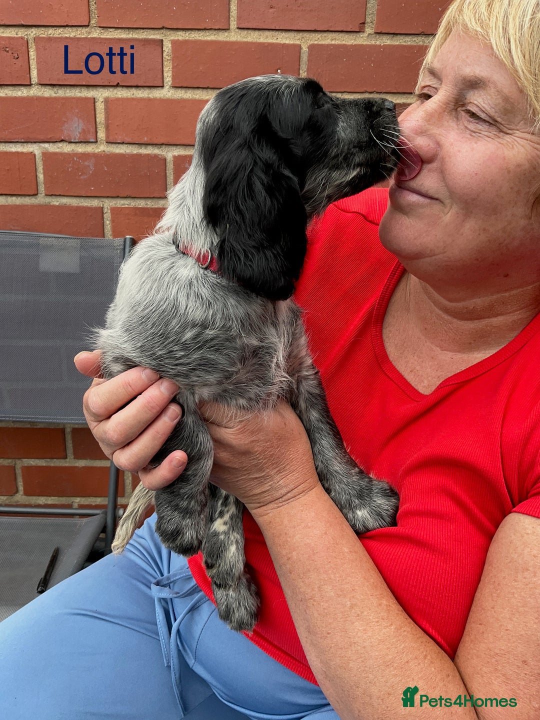 Sprocker dogs for sale: Sprockers 3/4 Cocker spaniel puppies for sale - Image 25